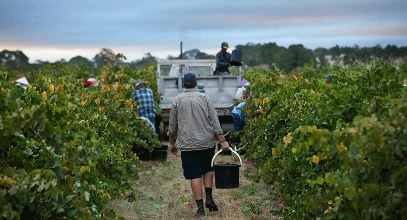 Hayes Family Wines Picking Grapes